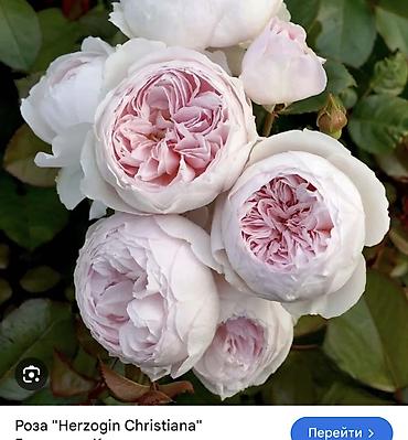 Роза: Саженцы — 31