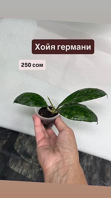 Хойи: Хойя Сильвер доллар от 200 сом Хойя доллар сплеш клон 2 -взрослое — 28