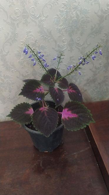 ev bitkisi: Rəngarəng kolеus (Coleus) – dekorativ yarpaqlı otaq bitkisi - Qabı — 1