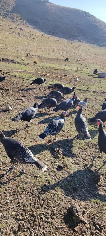 Индюки: Продаю | Индюк (самец) | Черный принц | Для разведения | Племенные — 13