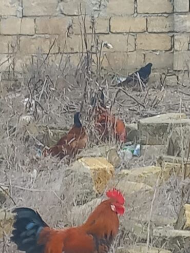 Toyuqlar: Toyuq, Damazlıq -da lalafo.az — 3 Toyuqlar: Toyuq, Damazlıq — 3