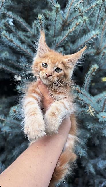 рыжая: Рыжий котёнок (породы мейн-кун): с документами, ветпаспортом и — 1