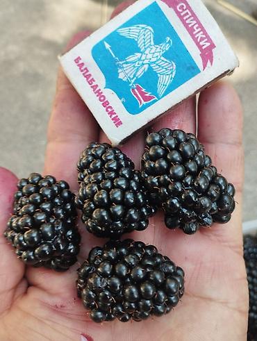 Ежевика: Ежевика — 5