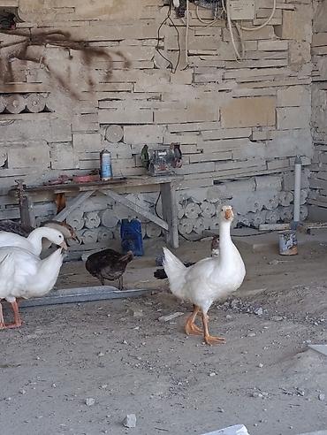 Животные: Məhsul: Qaz və ördək sürüsü Təsvir: - Şəkillərdə ağ rəngli qazlardan — 6
