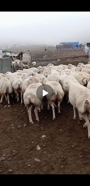 Qazlar: Sürü qoyun – ətlik və damazlıq üçün - Növ: ağ yunlu yerli cins