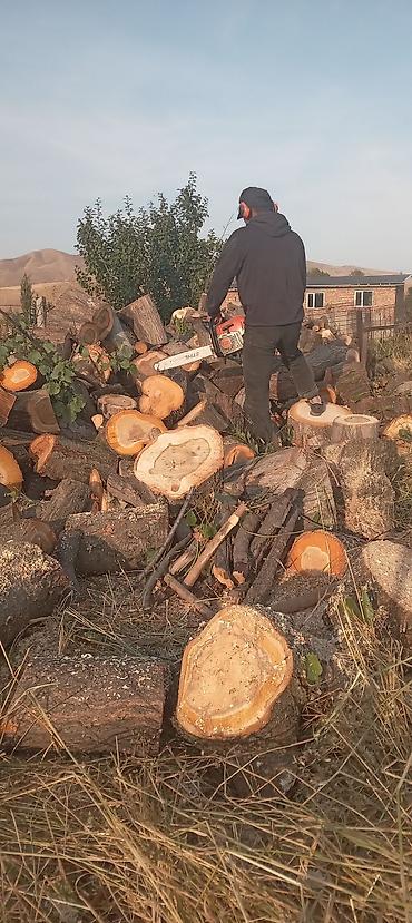 Спил деревьев, заготовка дров: Бак кыйабыз отун аралайбыз. ар кандай кыйынчылыктагы 24/7 чалып — 19