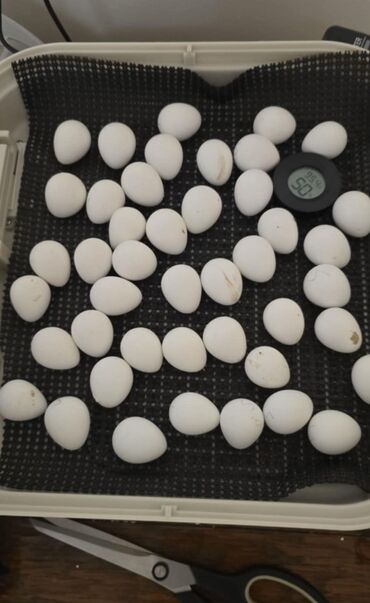 Куры, петухи: Продаю | Куры, Петух — 20