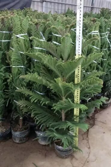 Пальмы: Пальмы Дипсис Монстеры, Бадьян Аннисовый,Корица, Стрелиция at lalafo.kg — 25 Пальмы: Пальмы Дипсис Монстеры, Бадьян Аннисовый,Корица, Стрелиция — 25