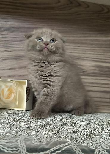 Кошки: Шотландская вислоухая — 1