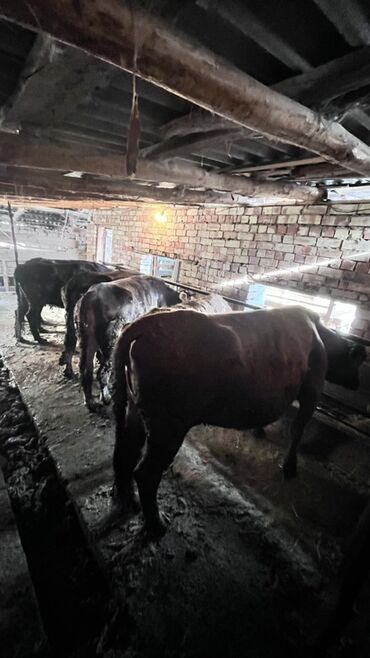 Коровы, быки: Продаю | Корова (самка) | Для разведения | Привязанные — 21