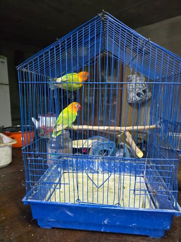 Tutuquşları: Məhsul: Agapornis (sevgi tutuquşuları) – müxtəlif rəng mutasiyaları — 3