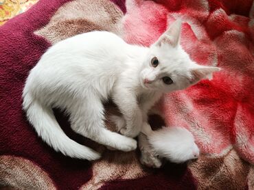 шотландская вислоухая кошка черная: Кошка даром: Ангорская, 3 месяца, Девочка, Метис, Приучена к лотку, Проглистована