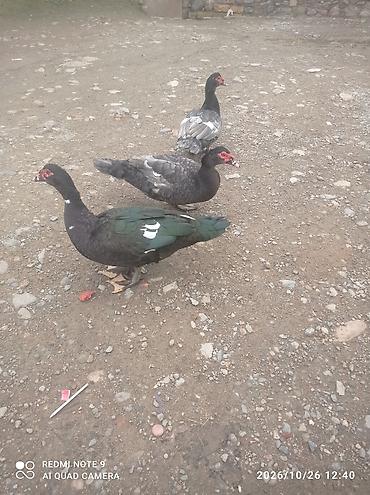 lavanda ördeyi: Erkək, | Lal ördək, Damazlıq — 3
