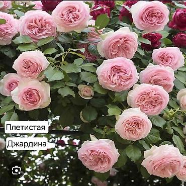 Дом и сад: Плетистые розы (сорта на выбор): Цезарь, Роз де Толбияк, Герцогиня — 4