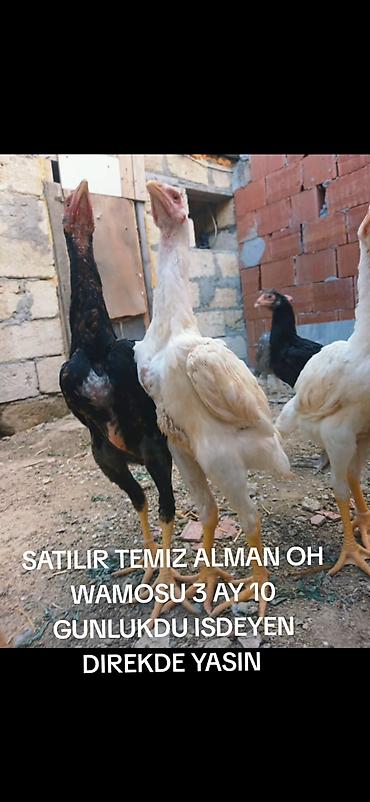 heyvan alqi satqisi: Toyuq, Damazlıq — 4