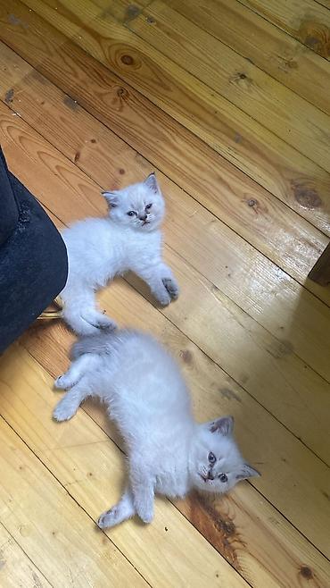 heyvanlar quslar: Atasi Ve anasi Temiz sotlanddi Saglamdilar Ciddi sexsler narahat etsin — 4