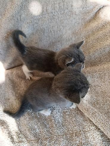 pişik cüt: Tabbi, Yaxşı əllərə — 5