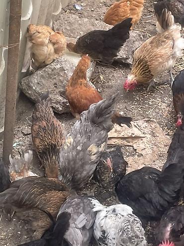 brama toyuqları: Salam 20eded çopla 14 eded yumurtaq toyuqlar hamsı satıram işimle — 2
