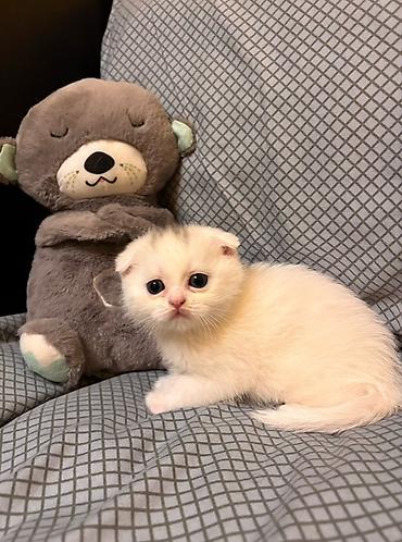 Кошки: Шотландская, Самка, В добрые руки, Самовывоз — 2