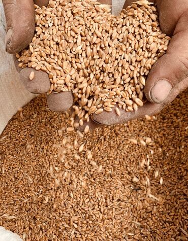 купить ячмень в бишкеке: Продаю семенник пшеница интенсивка, а также ячмень грейс в наличии