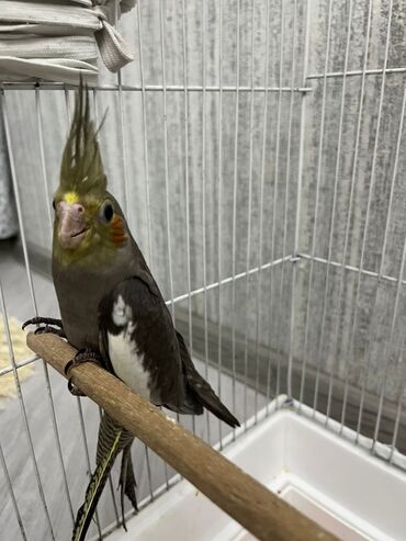 İtlər: Nimfa (Cockatiel) papuqayları və qəfəs dəsti Məhsulun təsviri: -
