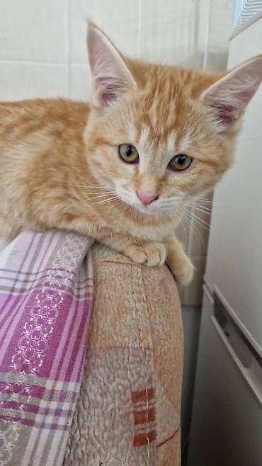 сиамский кот: Кошка даром: Беспородная, 3 месяца, Девочка — 1