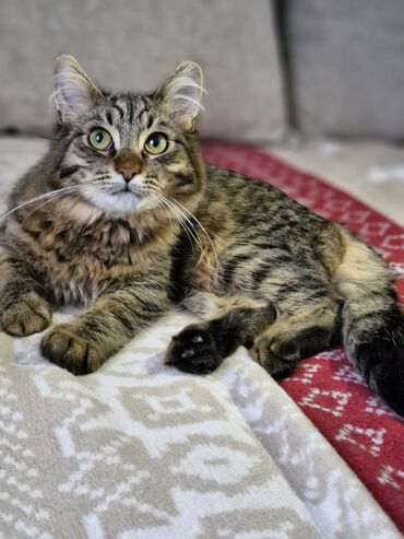 Коты: Отдаём котёнка турецкая ангора 6 месяцев,ласковый, приучен к
