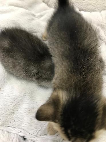 Pişiklər: Şotland — 9