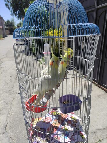 Tutuquşları: Korella Karella tutuqusu papuqay sevgi quşu nerazlucnik valnist 14 — 27