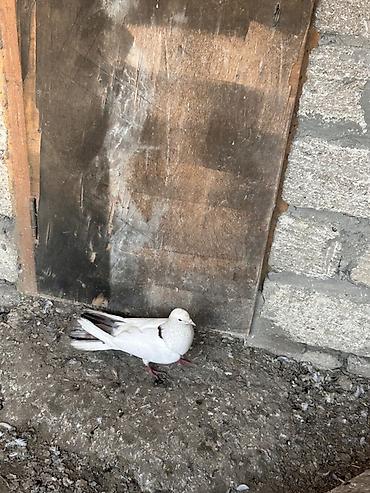 amadin qusu: Ağ rəngli göyərçinlər - Növ: ev göyərçini - Rəng: əsasən ağ, quyruq — 1