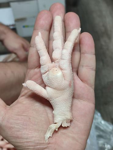 инкубатор золушка: 🐔 Замороженные куриные лапы категории A+ Средний вес одной лапы: 35 г — 4