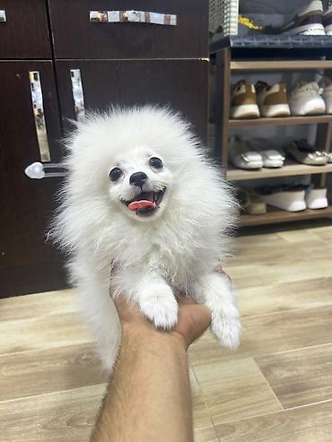 spitz it: Şpitz, 3 ay, Dişi — 2