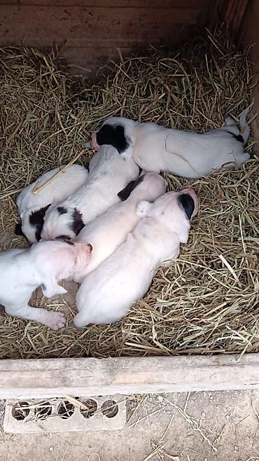doberman satilir: Kurtxar, 1 ay, Erkək, Sənədli, Rayonlara çatdırılma — 1