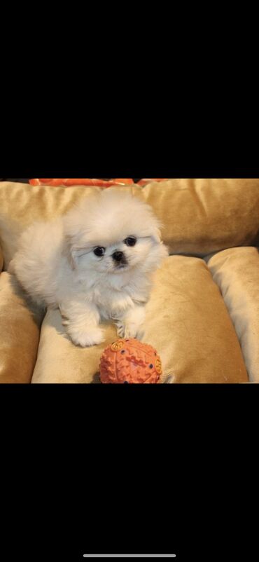 купить собаку пекинес: Pekines, 2 ay, Erkek, Sənədli, Ünvandan götürmə, Pulsuz çatdırılma, Ödənişli çatdırılma