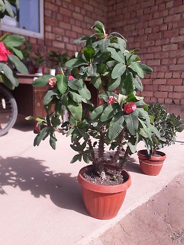 Молочаи: Комнатные растения в горшках 1) Молочай Милла (Euphorbia milii — 2