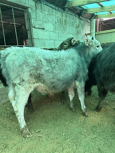 Коровы, быки: Продаю | Бык (самец) — 7