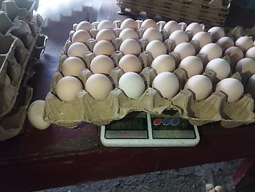 куринный: Куриные яйца, фасовка в лотках по 30 шт.С2 - Цвет скорлупы — 3