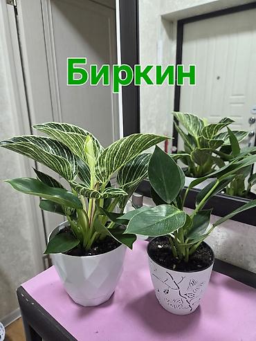 Антуриумы: Антуриум Андре (комнатное растение) - Эффектные белые и розово-белые — 6