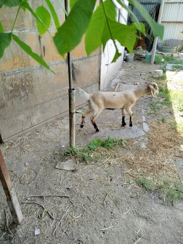продажа коз: Продаётся коза,возраст 4 месяца,народа смешаннаямолочная линия