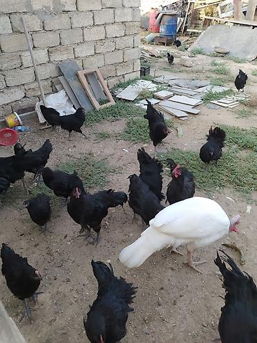 broyler cuce satisi: Məhsul: Qara rəngli yumurta və ət istiqamətli toyuqlar (fermadan) — 5