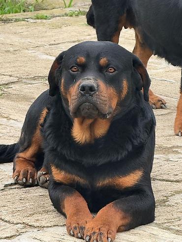 rotveli: Rotveyler, 2 il, Erkək, Peyvəndli, Ünvandan götürmə — 3