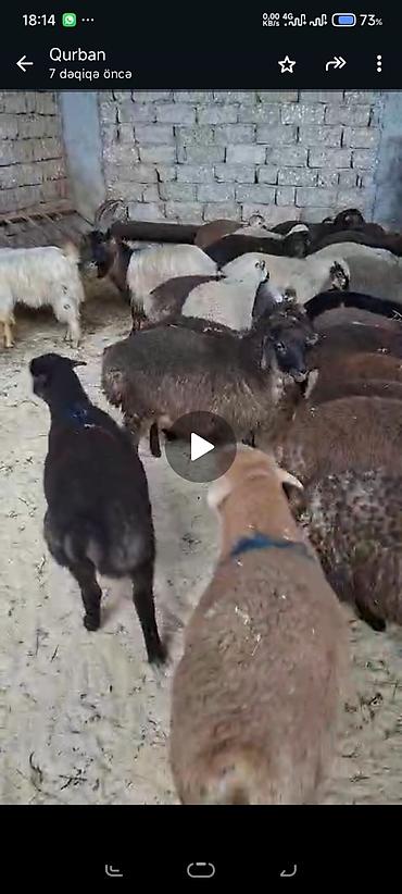 qoyun qiymetleri: Qurbanlıq üçün qoyun-keçi sürüsü - Növ: yerli qoyunlar və keçilər — 2
