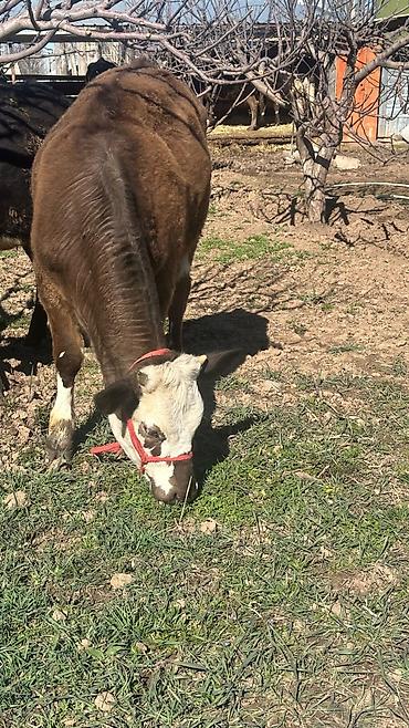 Коровы, быки: Продаю | Тёлка | Симментальская | На забой, Для разведения, Для молока | Племенные, Не стельные, Искусственник — 1