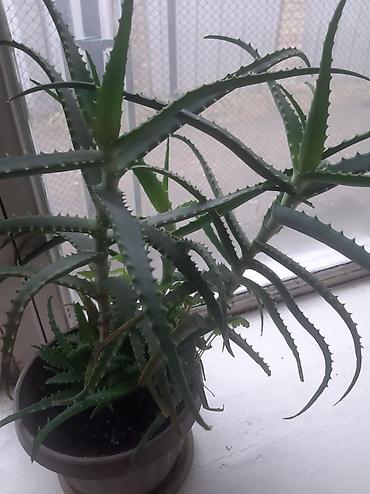 Другие комнатные растения: Комнатные растения — набор 1) Бегония (черенок/молодое растение в — 12