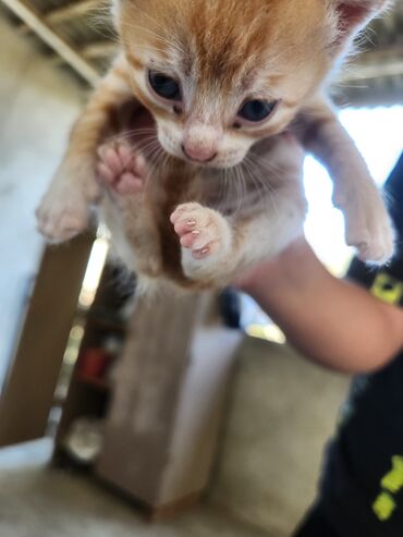 Pişiklər: Dişi, Erkək, Yaxşı əllərə, Ünvandan götürmə, Pulsuz çatdırılma — 9