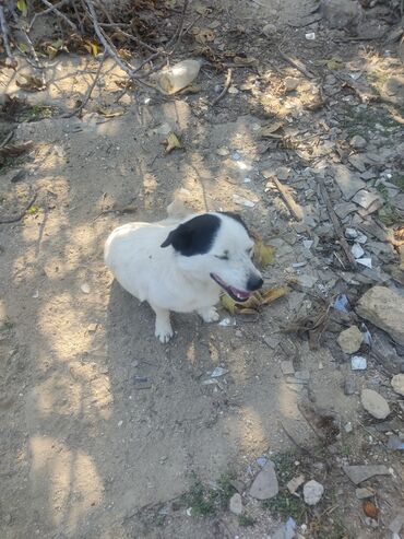 İtlər: Zvonok, 11 ay, Erkek, Peyvəndli -da lalafo.az — 12 İtlər: Zvonok, 11 ay, Erkek, Peyvəndli — 12
