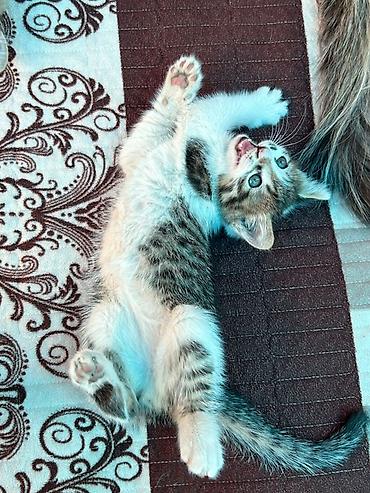 black cat: Котёнок, полосато-белый, короткошёрстный. Окрас: серо-коричневый табби — 1