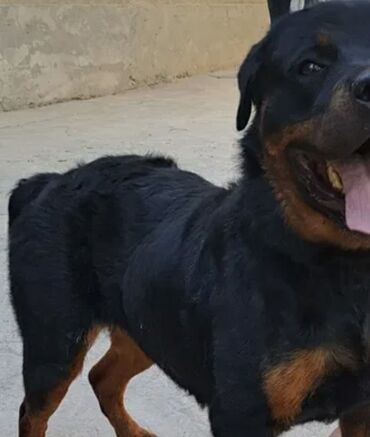 pitbul itler: Rotveyler, 1 il, Dişi, Peyvəndli, Ödənişli çatdırılma