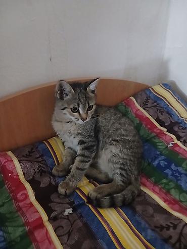 я ищу кота: Кошка даром: Беспородная, Мальчик, Приучена к лотку — 1