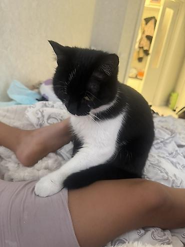 Отдам даром кошку: Кошка даром: Беспородная, 1 год, Девочка, С прививками, Приучена к лотку, Проглистована — 2